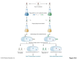 © 2012 Pearson Education, Inc. Figure 10.5
 