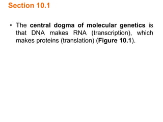 Section 10.1
• The central dogma of molecular genetics is
that DNA makes RNA (transcription), which
makes proteins (translation) (Figure 10.1).
 