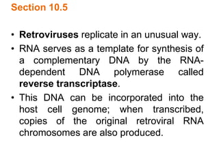 Section 10.5
• Retroviruses replicate in an unusual way.
• RNA serves as a template for synthesis of
a complementary DNA by the RNA-
dependent DNA polymerase called
reverse transcriptase.
• This DNA can be incorporated into the
host cell genome; when transcribed,
copies of the original retroviral RNA
chromosomes are also produced.
 