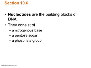 © 2012 Pearson Education, Inc.
Section 10.6
• Nucleotides are the building blocks of
DNA
• They consist of
– a nitrogenous base
– a pentose sugar
– a phosphate group
 