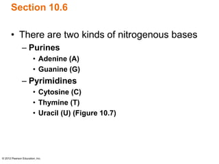 © 2012 Pearson Education, Inc.
Section 10.6
• There are two kinds of nitrogenous bases
– Purines
• Adenine (A)
• Guanine (G)
– Pyrimidines
• Cytosine (C)
• Thymine (T)
• Uracil (U) (Figure 10.7)
 