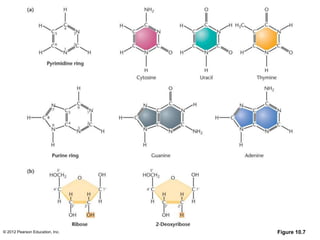 © 2012 Pearson Education, Inc. Figure 10.7
 