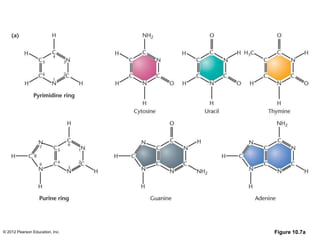 © 2012 Pearson Education, Inc. Figure 10.7a
 