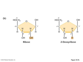 © 2012 Pearson Education, Inc. Figure 10.7b
 