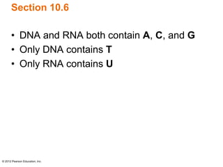 © 2012 Pearson Education, Inc.
Section 10.6
• DNA and RNA both contain A, C, and G
• Only DNA contains T
• Only RNA contains U
 