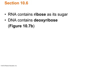 © 2012 Pearson Education, Inc.
Section 10.6
• RNA contains ribose as its sugar
• DNA contains deoxyribose
(Figure 10.7b)
 
