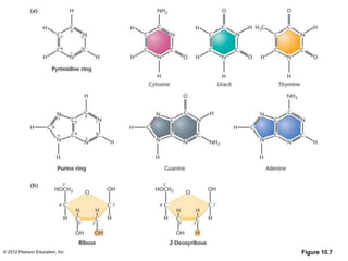 © 2012 Pearson Education, Inc. Figure 10.7
 