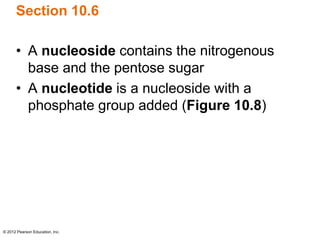 © 2012 Pearson Education, Inc.
Section 10.6
• A nucleoside contains the nitrogenous
base and the pentose sugar
• A nucleotide is a nucleoside with a
phosphate group added (Figure 10.8)
 