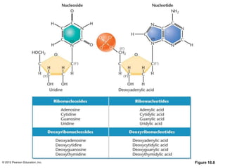 © 2012 Pearson Education, Inc. Figure 10.8
 