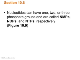 © 2012 Pearson Education, Inc.
Section 10.6
• Nucleotides can have one, two, or three
phosphate groups and are called NMPs,
NDPs, and NTPs, respectively
(Figure 10.9)
 