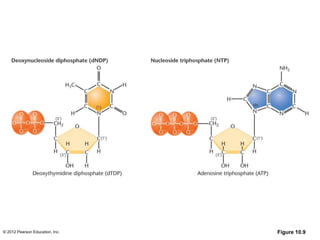 © 2012 Pearson Education, Inc. Figure 10.9
 