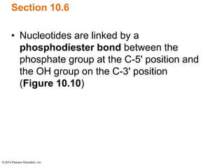 © 2012 Pearson Education, Inc.
Section 10.6
• Nucleotides are linked by a
phosphodiester bond between the
phosphate group at the C-5' position and
the OH group on the C-3' position
(Figure 10.10)
 
