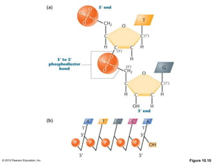 © 2012 Pearson Education, Inc. Figure 10.10
 