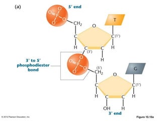 © 2012 Pearson Education, Inc. Figure 10.10a
 