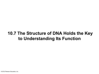 © 2012 Pearson Education, Inc.
10.7 The Structure of DNA Holds the Key
to Understanding Its Function
 