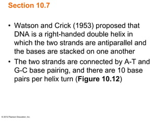 © 2012 Pearson Education, Inc.
Section 10.7
• Watson and Crick (1953) proposed that
DNA is a right-handed double helix in
which the two strands are antiparallel and
the bases are stacked on one another
• The two strands are connected by A-T and
G-C base pairing, and there are 10 base
pairs per helix turn (Figure 10.12)
 