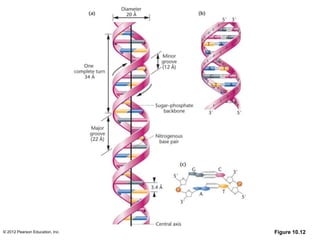 © 2012 Pearson Education, Inc. Figure 10.12
 