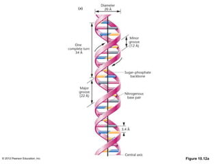 © 2012 Pearson Education, Inc. Figure 10.12a
 