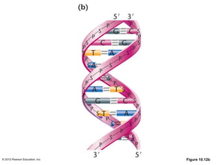 © 2012 Pearson Education, Inc. Figure 10.12b
 