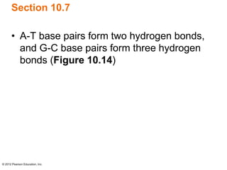 © 2012 Pearson Education, Inc.
Section 10.7
• A-T base pairs form two hydrogen bonds,
and G-C base pairs form three hydrogen
bonds (Figure 10.14)
 