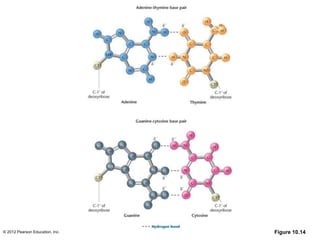 © 2012 Pearson Education, Inc. Figure 10.14
 