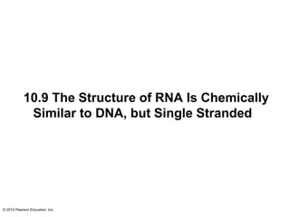 © 2012 Pearson Education, Inc.
10.9 The Structure of RNA Is Chemically
Similar to DNA, but Single Stranded
 