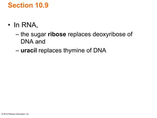© 2012 Pearson Education, Inc.
Section 10.9
• In RNA,
– the sugar ribose replaces deoxyribose of
DNA and
– uracil replaces thymine of DNA
 