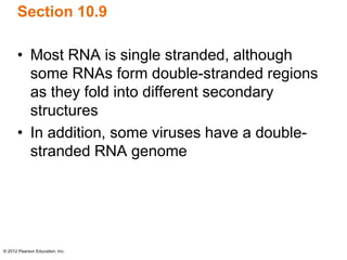 © 2012 Pearson Education, Inc.
Section 10.9
• Most RNA is single stranded, although
some RNAs form double-stranded regions
as they fold into different secondary
structures
• In addition, some viruses have a double-
stranded RNA genome
 