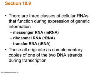 © 2012 Pearson Education, Inc.
Section 10.9
• There are three classes of cellular RNAs
that function during expression of genetic
information
– messenger RNA (mRNA)
– ribosomal RNA (rRNA)
– transfer RNA (tRNA)
• These all originate as complementary
copies of one of the two DNA strands
during transcription
 