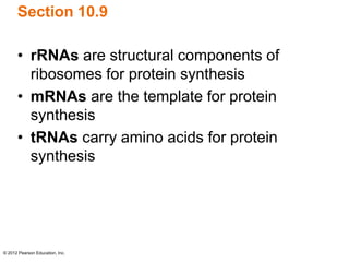 © 2012 Pearson Education, Inc.
Section 10.9
• rRNAs are structural components of
ribosomes for protein synthesis
• mRNAs are the template for protein
synthesis
• tRNAs carry amino acids for protein
synthesis
 