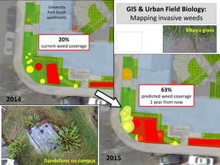 2014
2015
University
Park South
apartments
Dandelions on campus
20%
current weed coverage
63%
predicted weed coverage
1 year from now
GIS & Urban Field Biology:
Mapping invasive weeds
Kikuyu grass
 