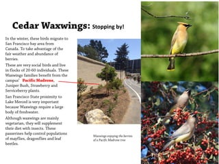 Cedar Waxwings: Stopping by!
In the winter, these birds migrate to
San Francisco bay area from
Canada. To take advantage of the
fair weather and abundance of
berries.
These are very social birds and live
in flocks of 20-60 individuals. These
Waxwings families benefit from the
campus’ Pacific Madrone,
Juniper Bush, Strawberry and
Serviceberry plants.
San Francisco State proximity to
Lake Merced is very important
because Waxwings require a large
body of freshwater.
Although waxwings are mainly
vegetarian, they will supplement
their diet with insects. These
passerines help control populations
of mayflies, dragonflies and leaf
beetles.
Waxwings enjoying the berries
of a Pacific Madrone tree
 