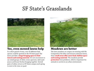 SF State’s Grasslands
Meadows are better
The lawn meadows on campus are teeming with life.
Compared to the labor and resource intensive lawns,
these small areas offer more food, habitat space
and nesting material. The meadows provide
protection from predators, which is important for
animals to survive in an urban environment.
Yes, even mowed lawns help
In a short period of time, over 20 different bird
species could be spotted on the SF State quad. The
lawns provides a large foraging space to find
insects and nesting material. It’s not uncommon to
see mixed groups of white crown sparrows, dark eyed
juncos and house finches foraging together. Several
pairs of robins return to SF States campus each spring
to nest in the trees on quad.
 
