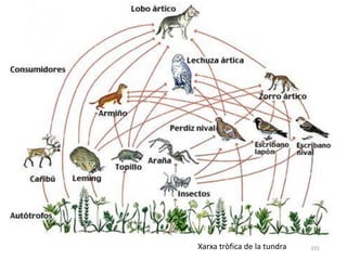 101Xarxa tròfica de la tundra
 