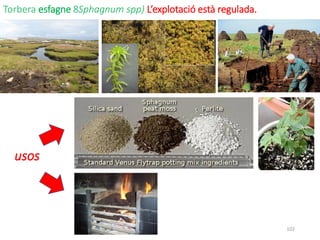 Torbera esfagne 8Sphagnum spp) L’explotació està regulada.
102
usos
 