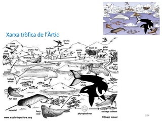 104
Xarxa tròfica de l’Àrtic
 