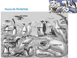 105
Fauna de l’Antàrtida
 