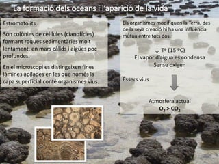 17
La formació dels oceans i l’aparició de la vida
Els organismes modifiquen la Terra, des
de la seva creació hi ha una influència
mútua entre tots dos.
↓ Tª (15 ºC)
El vapor d’aigua es condensa
Sense oxigen
Éssers vius
Atmosfera actual
O2 > CO2
Estromatolits
Són colònies de cèl·lules (cianofícies)
formant roques sedimentàries molt
lentament, en mars càlids i aigües poc
profundes.
En el microscopi es distingeixen fines
làmines apilades en les que només la
capa superficial conté organismes vius.
 