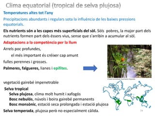 74
Temperatures altes tot l’any
Precipitacions abundants i regulars sota la influència de les baixes pressions
equatorials.
Els nutrients són a les capes més superficials del sòl. Sòls pobres, la major part dels
nutrients formen part dels éssers vius, sense que s'arribin a acumular al sòl.
Adaptacions a la competència per la llum
Arrels poc profundes,
el més important és créixer cap amunt
fulles perennes i grosses.
Palmeres, falgueres, lianes i epífites.
vegetació gairebé impenetrable
Selva tropical
Selva plujosa, clima molt humit i xafogós
Bosc nebulós, núvols i boira gairebé permanents
Bosc monsònic, estació seca prolongada i estació plujosa
Selva temperada, plujosa però no especialment càlida.
 