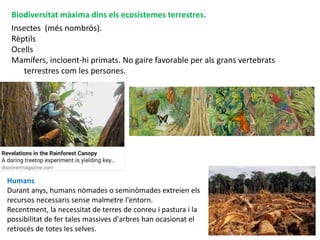 75
Biodiversitat màxima dins els ecosistemes terrestres.
Insectes (més nombrós).
Rèptils
Ocells
Mamífers, incloent-hi primats. No gaire favorable per als grans vertebrats
terrestres com les persones.
Humans
Durant anys, humans nòmades o seminòmades extreien els
recursos necessaris sense malmetre l'entorn.
Recentment, la necessitat de terres de conreu i pastura i la
possibilitat de fer tales massives d'arbres han ocasionat el
retrocés de totes les selves.
 