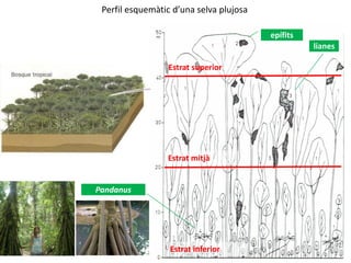 76
Perfil esquemàtic d’una selva plujosa
epífits
lianes
Pandanus
Estrat superior
Estrat mitjà
Estrat inferior
 