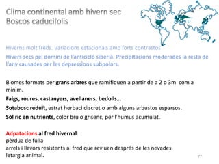 77
Hiverns molt freds. Variacions estacionals amb forts contrastos
Hivers secs pel domini de l’anticicló siberià. Precipitacions moderades la resta de
l’any causades per les depressions subpolars.
Biomes formats per grans arbres que ramifiquen a partir de a 2 o 3m com a
mínim.
Faigs, roures, castanyers, avellaners, bedolls…
Sotabosc reduït, estrat herbaci discret o amb alguns arbustos esparsos.
Sòl ric en nutrients, color bru o grisenc, per l'humus acumulat.
Adpatacions al fred hivernal:
pèrdua de fulla
arrels i llavors resistents al fred que reviuen després de les nevades
letargia animal.
 
