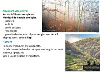 78
Abundant vida animal
Xarxes tròfiques complexes
Multitud de nínxols ecològics.
insectes
amfibis
ocells boscans
rosegadors
grans herbívors, com el porc senglar o el cérvol
depredadors, com el llop.
Humans
Països tècnicament més avançats.
La tala no sostenible d'arbres per aconseguir terrenys:
conreus i pastures
per a la construcció d'indústries.
 