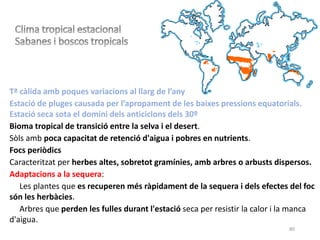 80
Tª càlida amb poques variacions al llarg de l’any
Estació de pluges causada per l’apropament de les baixes pressions equatorials.
Estació seca sota el domini dels anticiclons dels 30º
Bioma tropical de transició entre la selva i el desert.
Sòls amb poca capacitat de retenció d'aigua i pobres en nutrients.
Focs periòdics
Caracteritzat per herbes altes, sobretot gramínies, amb arbres o arbusts dispersos.
Adaptacions a la sequera:
Les plantes que es recuperen més ràpidament de la sequera i dels efectes del foc
són les herbàcies.
Arbres que perden les fulles durant l'estació seca per resistir la calor i la manca
d'aigua.
 