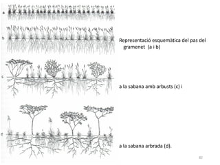 82
Representació esquemàtica del pas del
gramenet (a i b)
a la sabana amb arbusts (c) i
a la sabana arbrada (d).
 