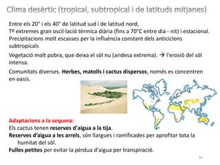 84
Adaptacions a la sequera:
Els cactus tenen reserves d'aigua a la tija.
Reserves d’aigua a les arrels, són llargues i ramificades per aprofitar tota la
humitat del sòl.
Fulles petites per evitar la pèrdua d'aigua per transpiració.
Entre els 20° i els 40° de latitud sud i de latitud nord,
Tº extremes gran oscil·lació tèrmica diària (fins a 70°C entre dia - nit) i estacional.
Precipitacions molt escasses per la influència constant dels anticiclons
subtropicals
Vegetació molt pobra, que deixa el sòl nu (aridesa extrema).  l'erosió del sòl
intensa.
Comunitats diverses. Herbes, matolls i cactus dispersos, només es concentren
en oasis.
 