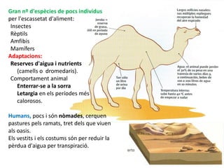 85
Gran nº d'espècies de pocs individus
per l'escassetat d'aliment:
Insectes
Rèptils
Amfibis
Mamífers
Adaptacions:
Reserves d'aigua i nutrients
(camells o dromedaris).
Comportament animal
Enterrar-se a la sorra
Letargia en els períodes més
calorosos.
Humans, pocs i són nòmades, cerquen
pastures pels ramats, tret dels que viuen
als oasis.
Els vestits i els costums són per reduir la
pèrdua d'aigua per transpiració.
 