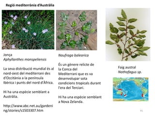 91
Jonça
Aphyllanthes monspeliensis
La seva distribució mundial és al
nord-oest del mediterrani des
d'Occitània a la península
Ibèrica i punts del nord d'Àfrica.
Hi ha una espècie semblant a
Austràlia.
http://www.abc.net.au/gardeni
ng/stories/s1503307.htm
Naufraga balearica
És un gènere relicte de
la Conca del
Mediterrani que es va
desenvolupar sota
condicions tropicals durant
l'era del Terciari.
Hi ha una espècie semblant
a Nova Zelanda.
Regió mediterrània d’Austràlia
Faig austral
Nothofagus sp.
 