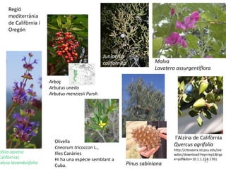 alvia apiana
Califòrnia)
Salvia lavandulifolia 92
Arboç
Arbutus unedo
Arbutus menziesii Pursh
Pinus sabiniana
Malva
Lavatera assurgentiflora
Regió
mediterrània
de Califòrnia i
Oregón
l'Alzina de Califòrnia
Quercus agrifolia
http://citeseerx.ist.psu.edu/vie
wdoc/download?rep=rep1&typ
e=pdf&doi=10.1.1.224.1761
Olivella
Cneorum tricoccon L.,
Illes Canàries
Hi ha una espècie semblant a
Cuba.
Juniperus
californica
 