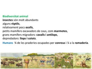 95
Biodiversitat animal
insectes són molt abundants
alguns rèptils,
relativament pocs ocells,
petits mamífers excavadors de caus, com marmotes,
grans mamífers migradors: cavalls i antílops,
depredadors: llops i coiots.
Humans ¾ de les praderies ocupades per conreus i ¼ a la ramaderia.
 